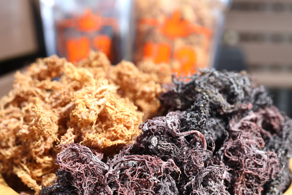 Sea Moss is a Nutrient-Dense Super Food